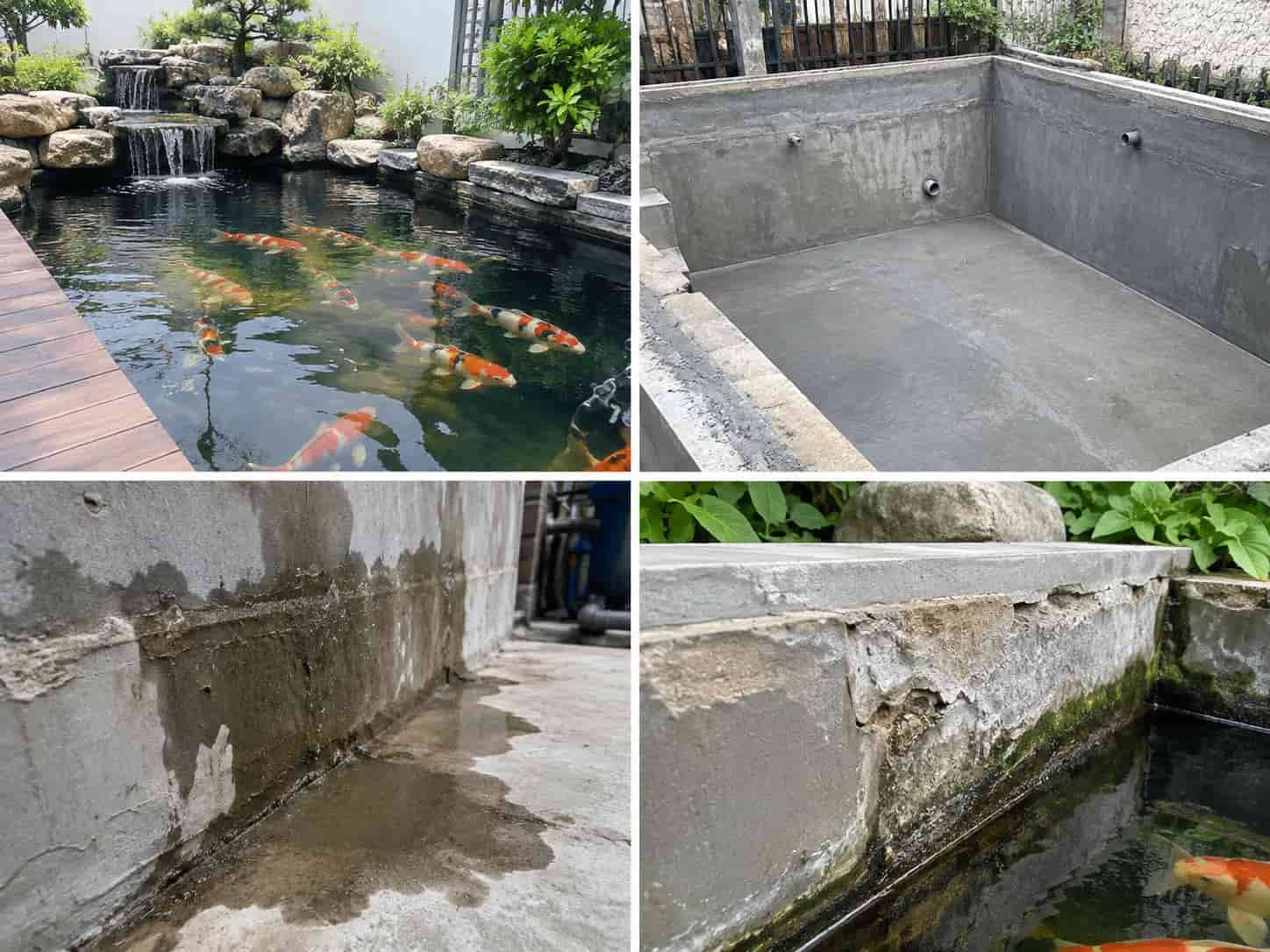 8+ Cách Chống Thấm Hồ Cá, Bể Cá Xi Măng Hiệu Quả