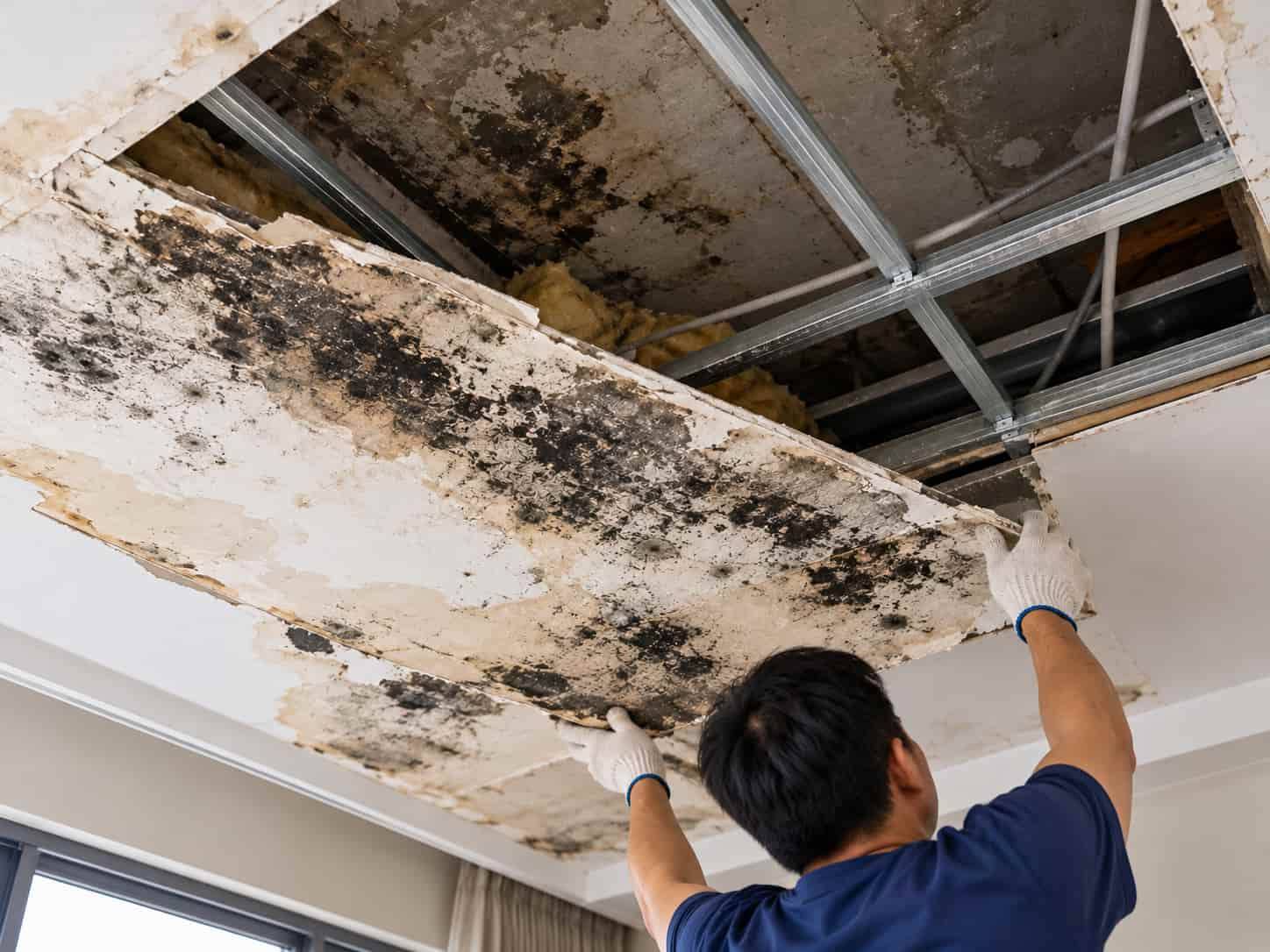8 Cách Xử Lý Trần Thạch Cao Bị Mốc, Dễ Làm Tại Nhà