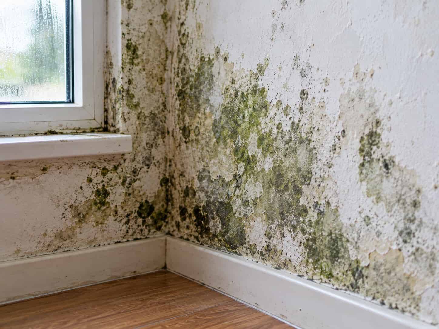 Mốc Tường Có Độc Không? Tác Hại Và Cách Xử Lý An Toàn